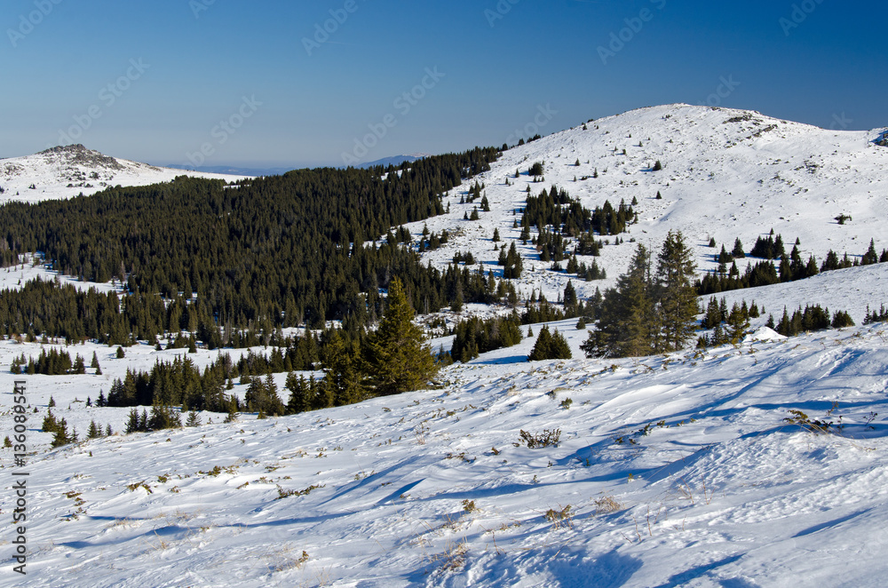 Green pine tree forest in snowy winter mountain