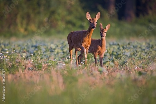 Capreolus capreolus,  Roe Deers walking on the agricultural field. Wildlife animals. Europe, Slovakia.