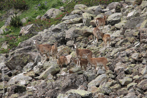 Troupeau de mouflons dans les Pyrénées © arenysam