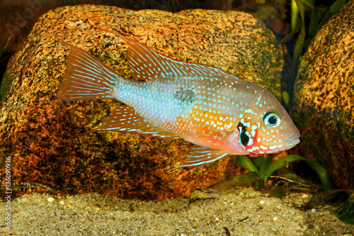 Mexican Fire Mouth (Thorichthys ellioti) - male