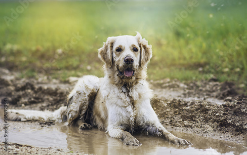 Golden retriever in puddle