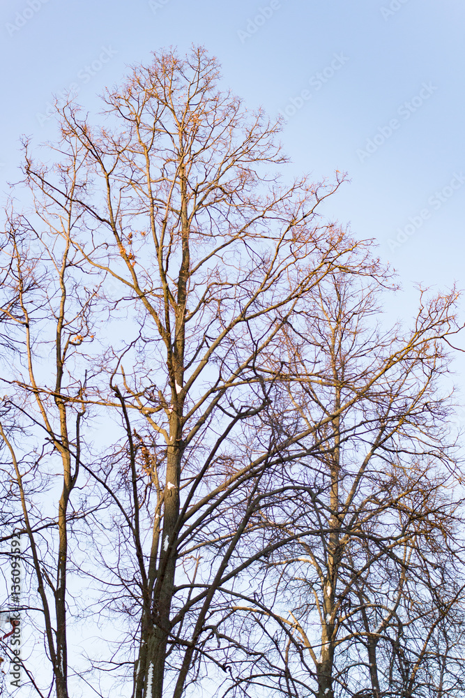 Tree covered with snow against the blue sky Tree covered with snow against the blue sky
