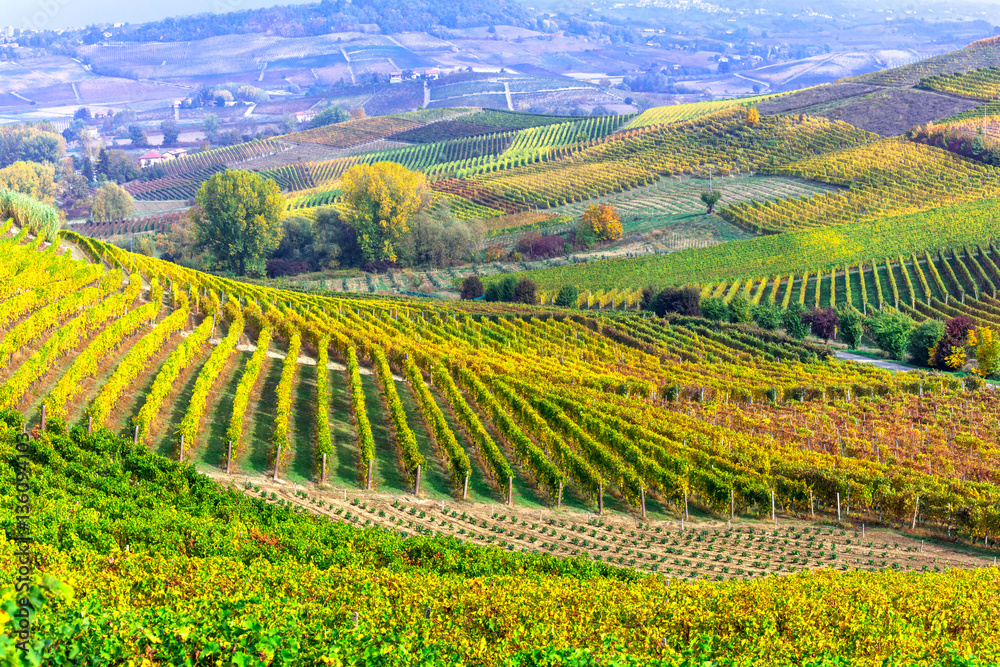impressive vineyards of Tuscany - famous vine region of Italy