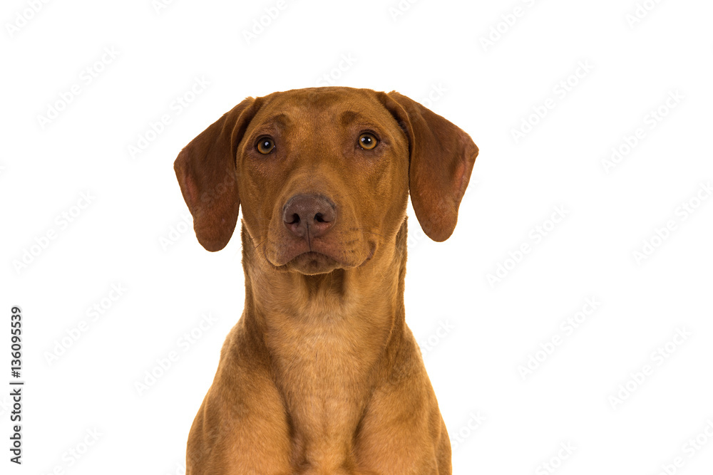 Rhodesian Ridgeback Portrait  isolated in white background