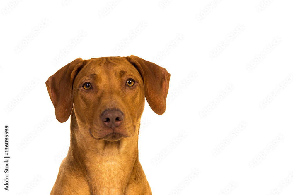 Rhodesian Ridgeback Portrait  isolated in white background