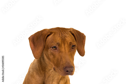 Rhodesian Ridgeback Portrait  isolated in white background