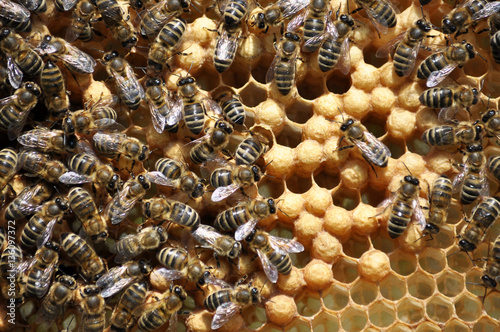 Bilde på lerret Honey bees in beehive wax frame of sealed brood