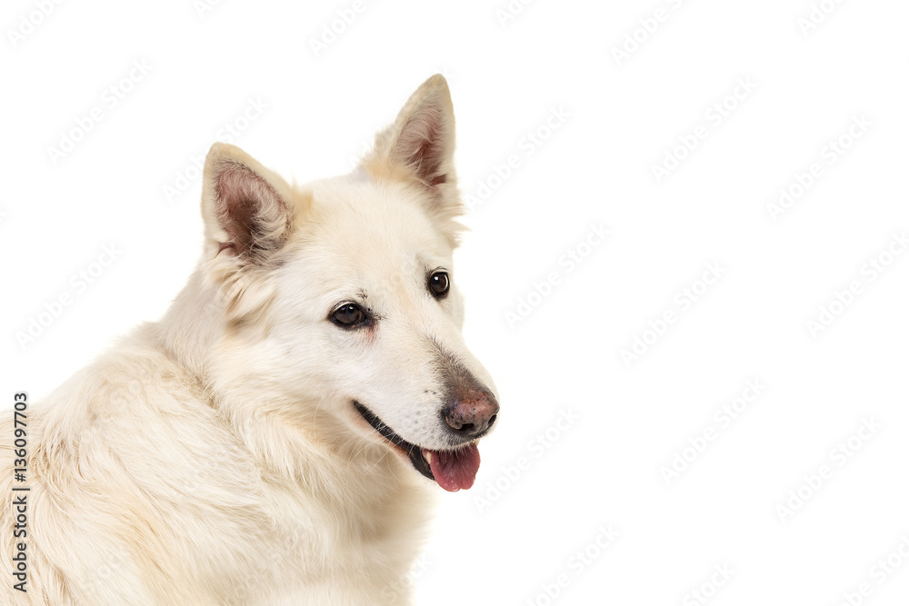 White swiss shepherd dog portrait isolated on a white background
