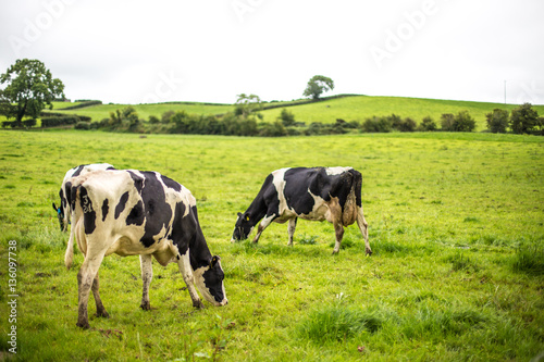 Irish cow eating grass in Ireland © Fabiano