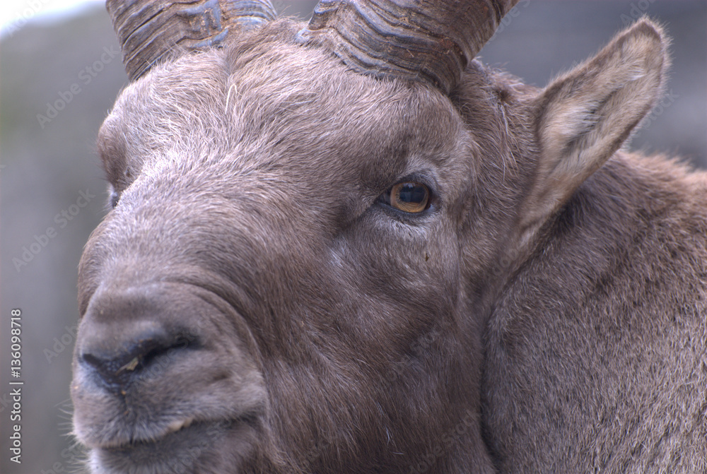 Fototapeta premium Alter Steinbock