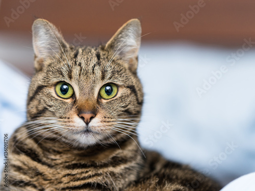 Katze getigert