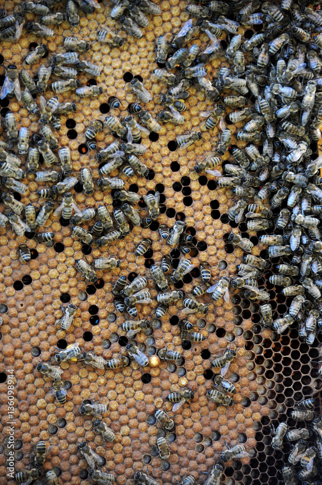 Honey bees in beehive wax frame of sealed brood Honey bees in beehive wax frame of sealed brood
