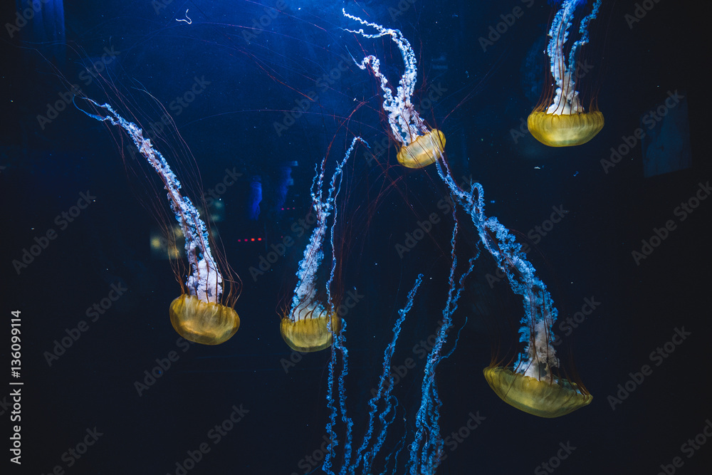 harlin jellies