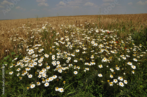 Daisies blooming field on the edge of cornfields on a background of blue sky photo