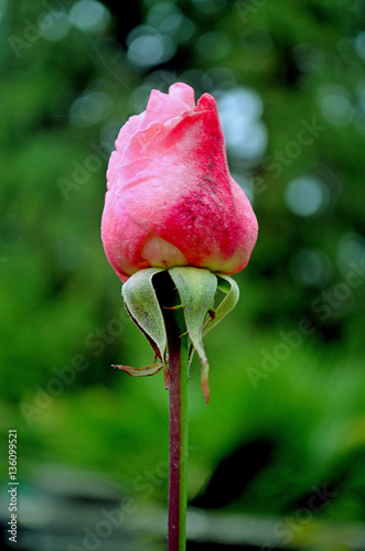 Spring rose