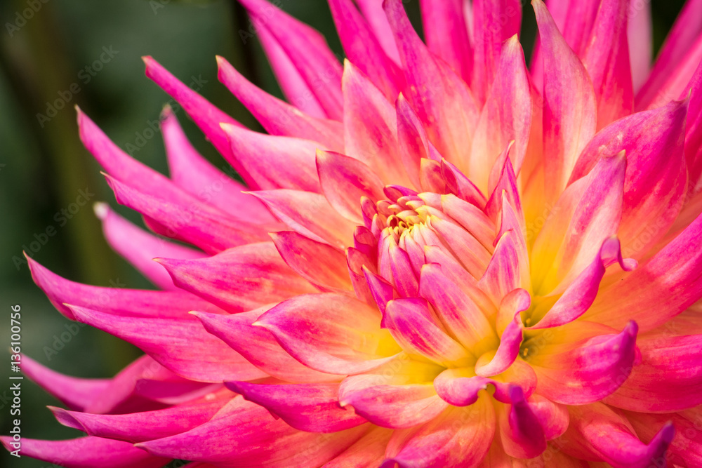 Obraz premium Beautiful and colorful Dahlia blooming in late summer in the pacific northwest.
