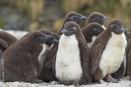 Rockhopper Penguin chicks (Eudyptes chrysocome) huddle together in a creche whilst their parents are away at sea feeding. Coast of Bleaker Island in the Falkland Islands. photo