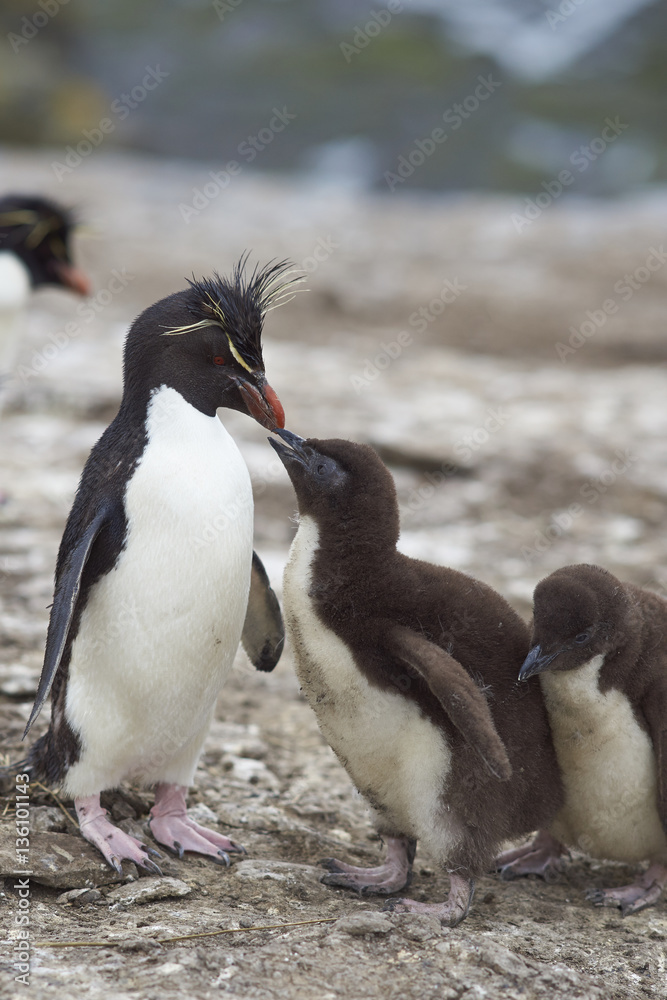 Fototapeta premium Young Rockhopper Penguin (Eudyptes chrysocome) encouraging an adult to regurgitate food on the cliffs of Bleaker Island in the Falkland Islands.