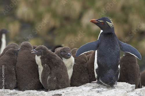 Adult Rockhopper Penguin (Eudyptes chrysocome) standing with a large group of nearly fully grown chicks on the cliffs of Bleaker Island in the Falkland Islands. photo