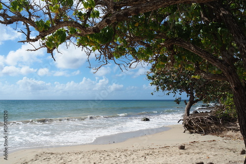 Fotografie Martinique plage de ste Luce