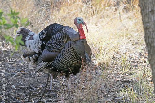 Turkey in Madera Canyon, Arizona