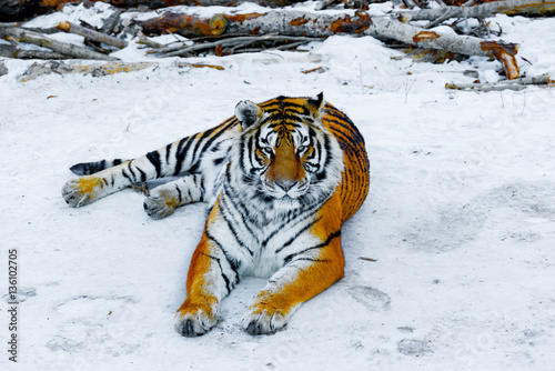 Fototapeta Naklejka Na Ścianę i Meble -  Tiger on the road.