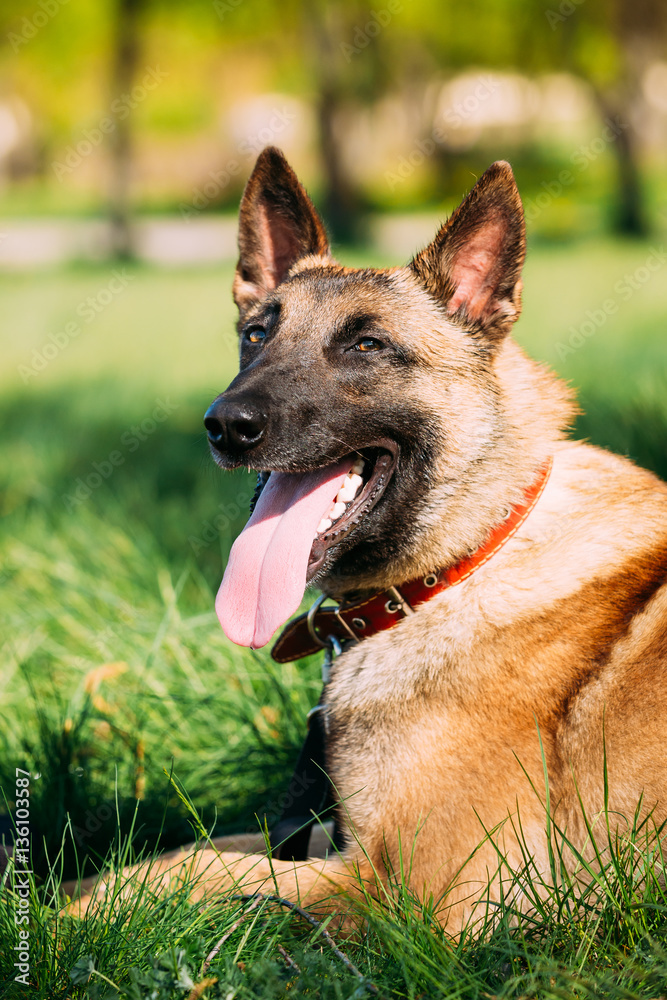 Malinois Dog Sit Outdoors In Green Grass Malinois Dog Sit Outdoors In Green Grass