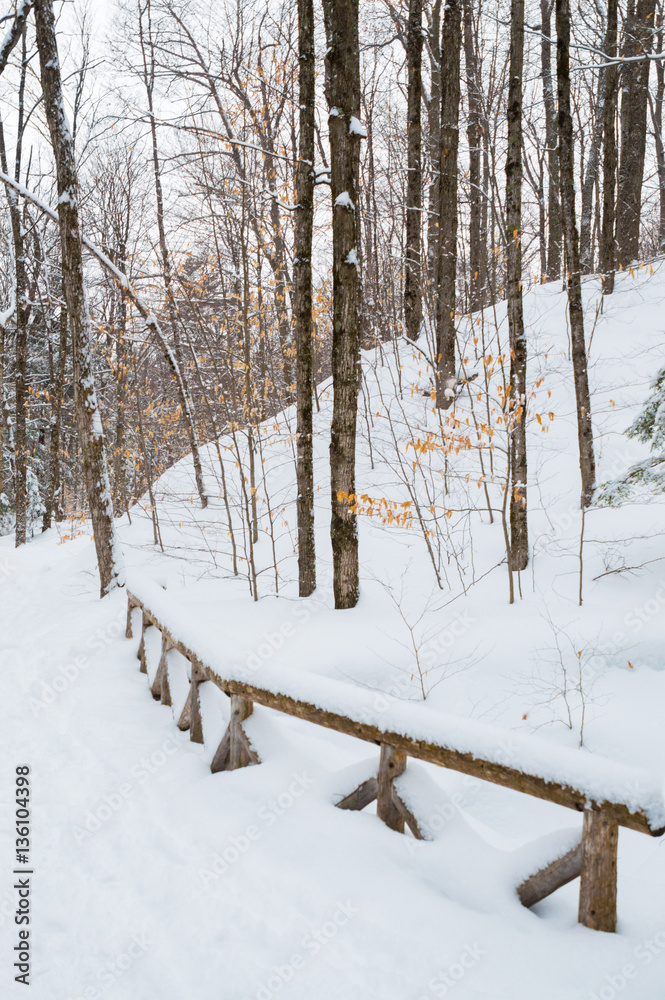 Wooden fence and deciduous trees in the winter Wooden fence and deciduous trees in the winter