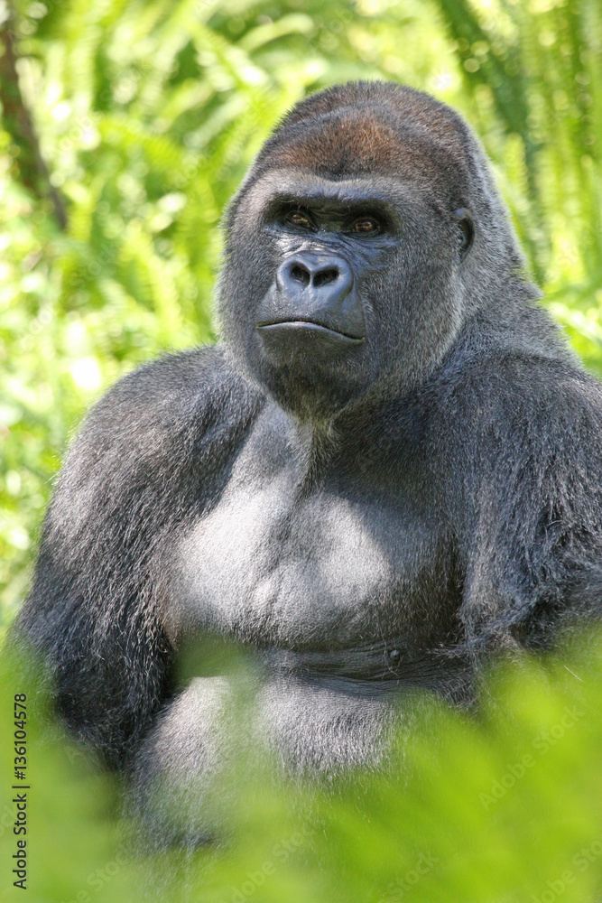 Silverback Gorilla