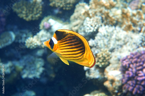 Yellow butterfly fish