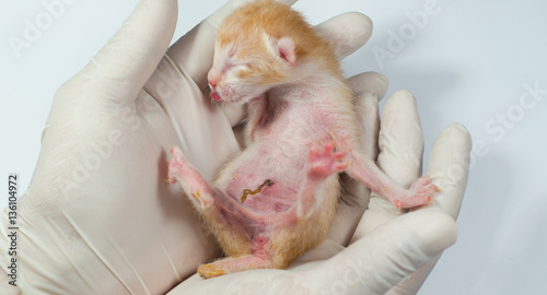 newborn kittens. 24 hours of age