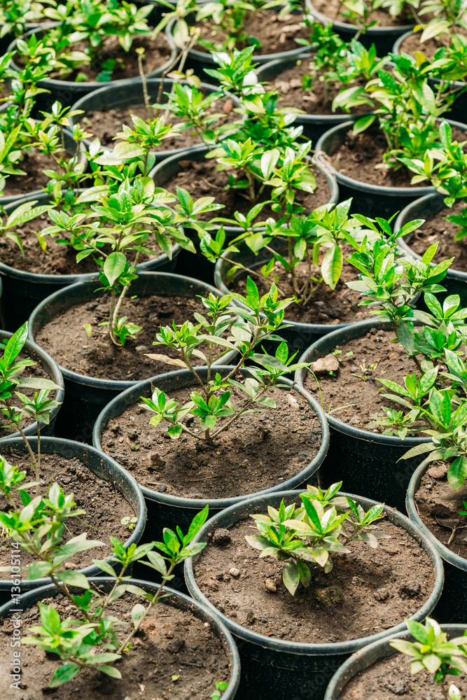 Green Sprouts Of Plant With Leaf, Leaves Growing From Soil In Pots In Greenhouse Or Hothouse. Spring, Concept Of New Life. Green Sprouts Of Plant With Leaf, Leaves Growing From Soil In Pots In Greenhouse Or Hothouse. Spring, Concept Of New Life.