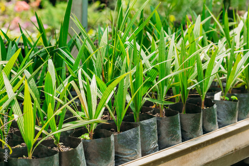 Green Sprouts Of Plant Palm Tree With Leaf  Leaves Growing From Soil In Pot In Greenhouse Or Hothouse.