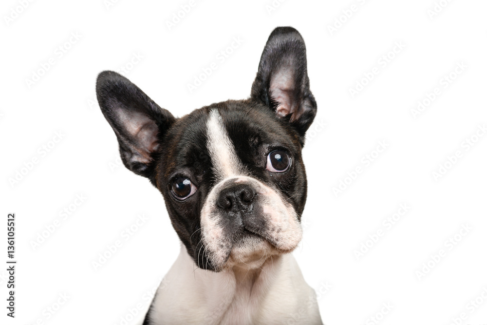 Boston terrier puppy isolated on white for copy space use - studio shot