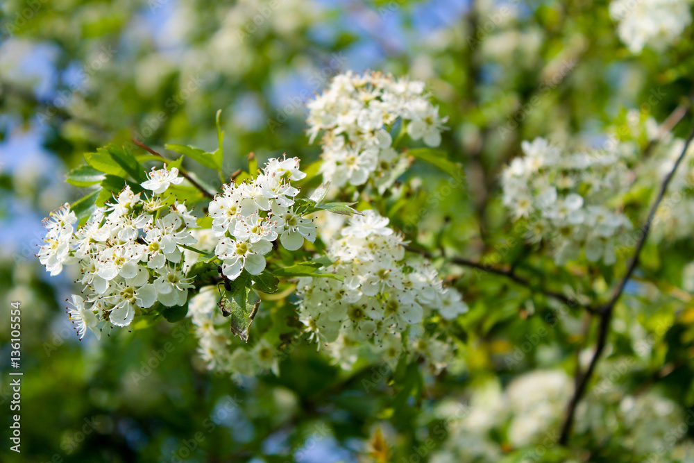 Tree branches with white spring blossoms Tree branches with white spring blossoms