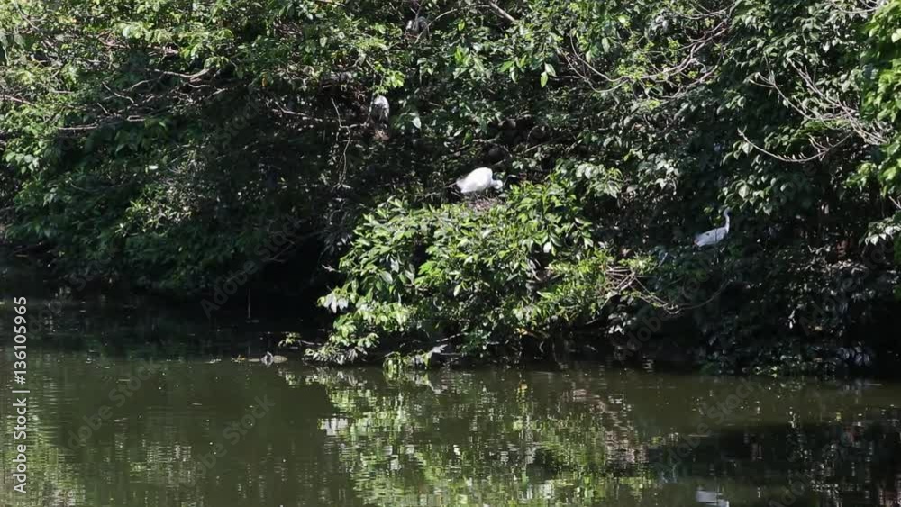 A group of white bird Egretta Garzetta, little egret prepare the nest on tree in lake of the lake at the Daan Forest Park in Taipei, capital of Taiwan-Dan A group of white bird Egretta Garzetta, little egret prepare the nest on tree in lake of the lake at the Daan Forest Park in Taipei, capital of Taiwan-Dan