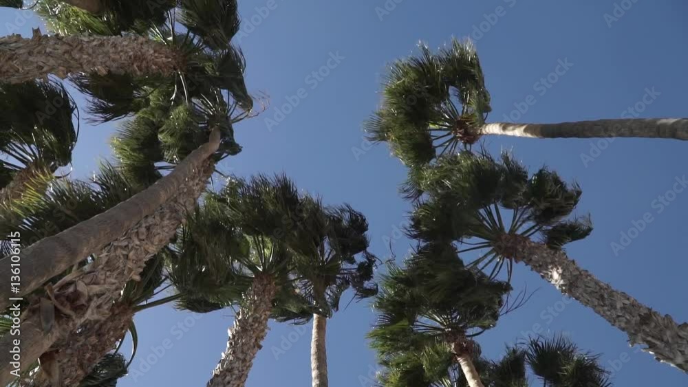 Palmera viento