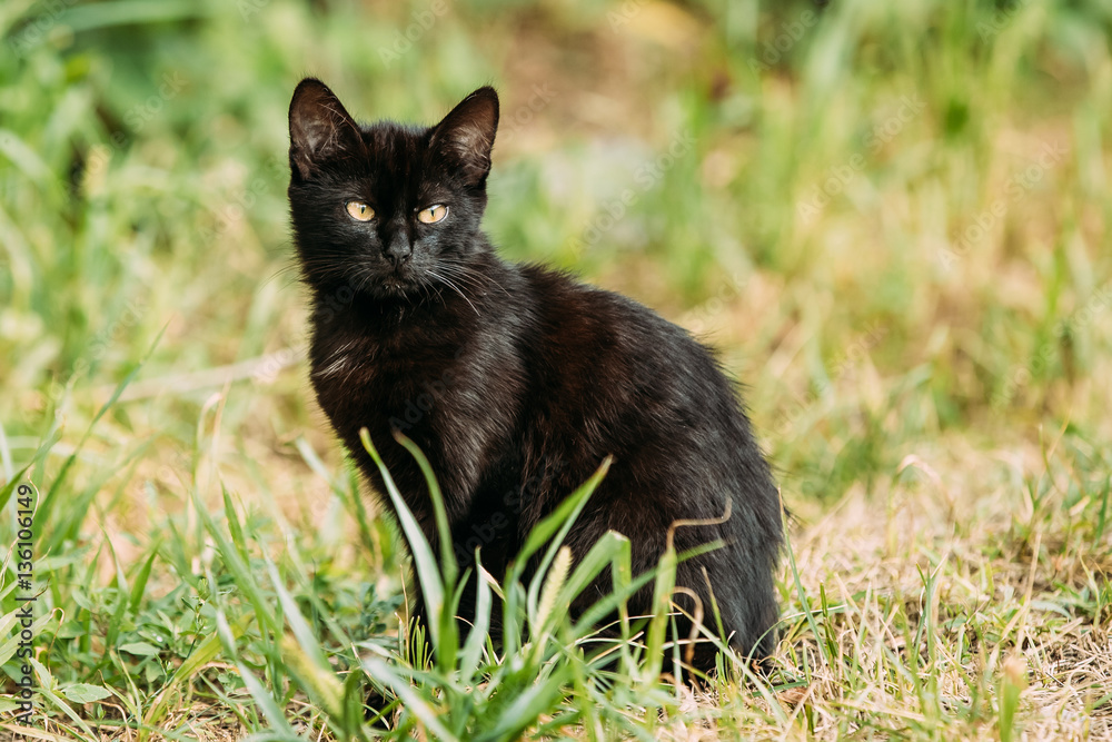 Black Cute Cat Kitten Pussycat Sit In Green Grass Outdoor At Summer Evening.