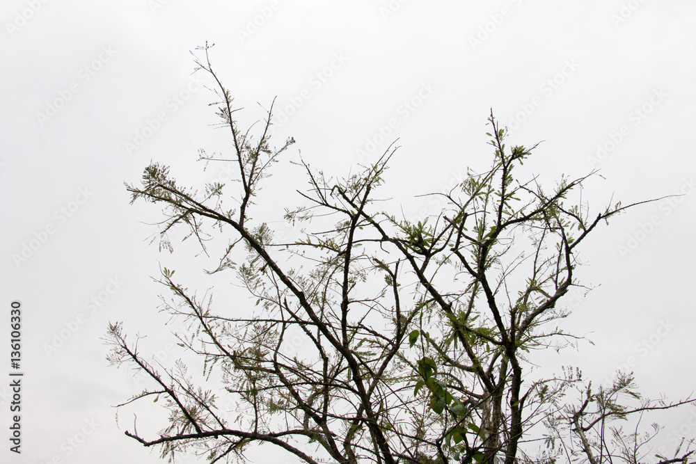 branch of treetop and sky ,white background of treetop branch of treetop and sky ,white background of treetop