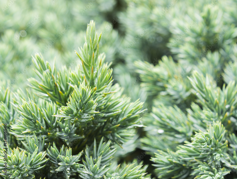 Evergreen juniper background. Photo of bush with green needles. Ornamental thorns of Juniperus communis, green treetop edges Evergreen juniper background. Photo of bush with green needles. Ornamental thorns of Juniperus communis, green treetop edges