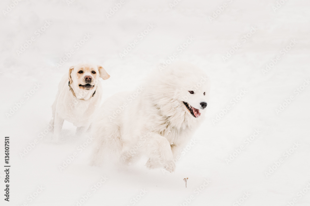 Two Funny Dogs - Labrador Dog And Samoyed Playing And Running Outdoor In Snow, Two Funny Dogs - Labrador Dog And Samoyed Playing And Running Outdoor In Snow,