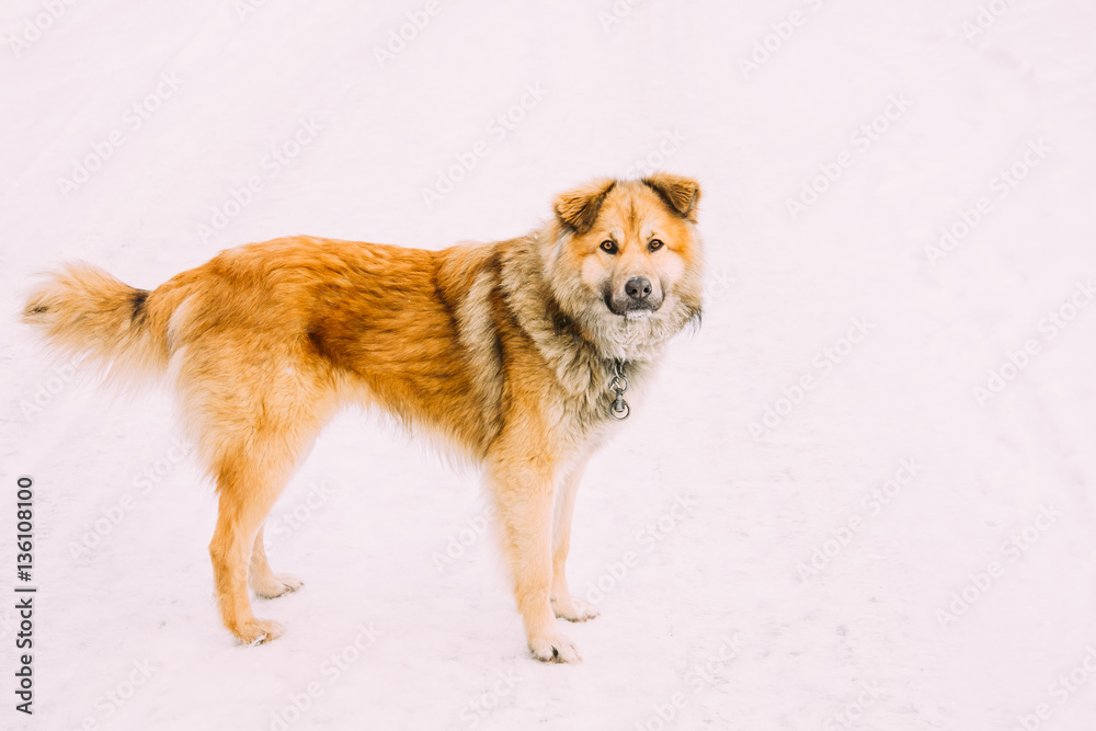 Mixed Breed Medium Size Red Dog Staying Outdoor In Snow. Winter 