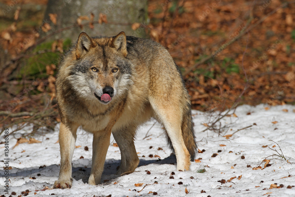 Fototapeta premium European Grey Wolf