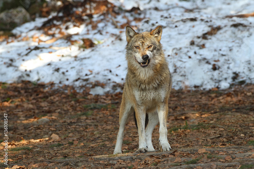 European Grey Wolf