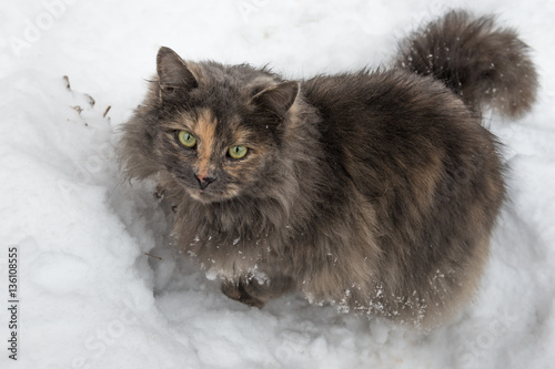 Cat in the snow.