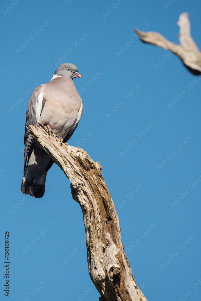 Common Wood Pigeon, Wood Pigeon, Columba palumbus Common Wood Pigeon, Wood Pigeon, Columba palumbus