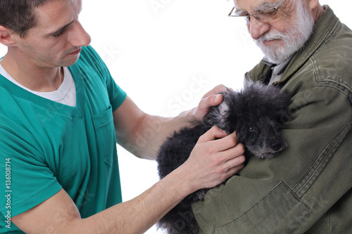 The veterinarian checks ears to a dog. Animal and pet veterinary care concept.