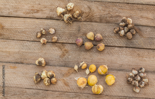 Bulbs on a wooden table