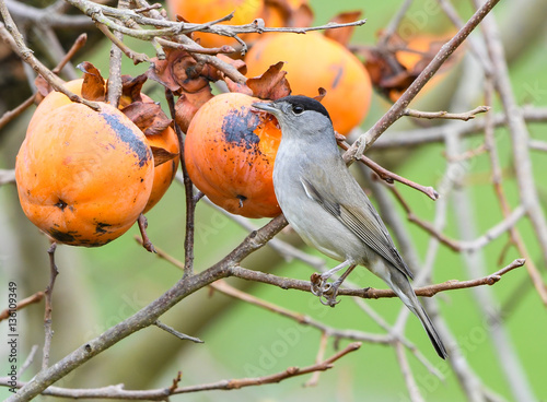 Blackcup feeding on kaki tree  photo