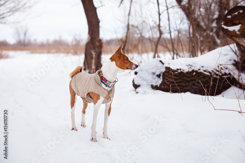 Basenji dog walking in winter forest